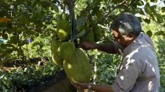 Le jaque, ce fruit indien qui suscite un appétit international