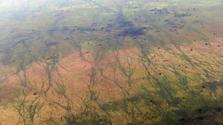 Au Soudan du Sud, la révélation d’un Eden inexploré de la biodiversité