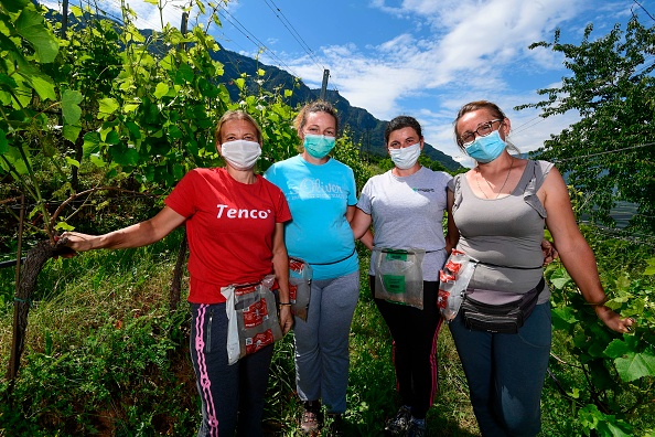 -Le vigneron italien Martin Foradori Hofstaetter a loué un petit avion pour faire venir de Roumanie une équipe de femmes qui travaillent pour lui depuis des années, après que des policiers hongrois les aient empêchées de traverser la frontière en minibus comme elles le faisaient habituellement. Photo by MIGUEL MEDINA/AFP via Getty Images.