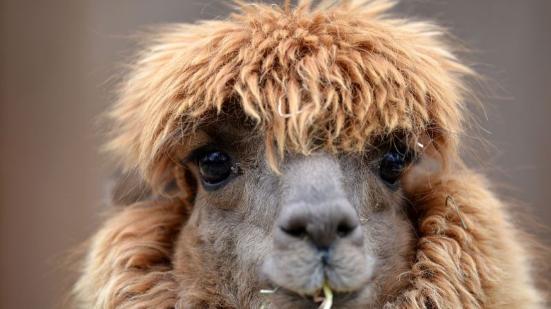 Un lama (Illustration)(Photo credit should read FRANK LEONHARDT/DPA/AFP via Getty Images)