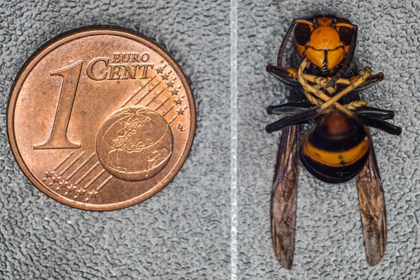 -Un frelon asiatique (Vespa Velutina) à côté d'une pièce de 1 centime, le frelon asiatique, une espèce envahissante non indigène d'Asie, est un prédateur très efficace des insectes, y compris les abeilles. Photo GUILLAUME SOUVANT / AFP via Getty Images.