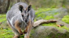 Un wallaby aperçu en forêt du Gâvre en Loire-Atlantique