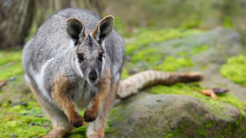 Un wallaby (illustration)(Photo credit should read SEBASTIEN BOZON/AFP via Getty Images)