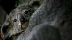 Un berger australien nommé Bear sauve 100 koalas bloqués par des feux de brousse