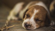 Une photo déchirante montre un chien fidèle qui veille sur son maître assassiné au Mexique