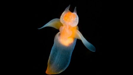 Un biologiste marin capture de rares images d’anges de mer luminescents nageant sous la glace