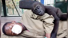 Un bébé gorille orphelin s’attache à son soigneur, les photos sont adorables