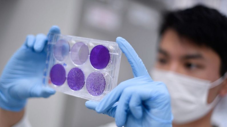 Un chercheur travaille sur la réplication du covid-19 afin de développer un vaccin contre celui-ci, à Belo Horizonte, au Brésil, le 26 mars 2020. (Douglas Magno/AFP/Getty Images) 