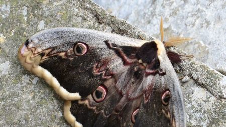 Le plus grand papillon d’Europe observé dans les jardins en France