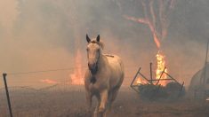 88 millions € de subventions disponibles pour sauver les habitats de la faune australienne