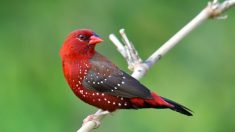 Le bengali rouge : le petit oiseau charme les amoureux de la nature avec son plumage rouge écarlate