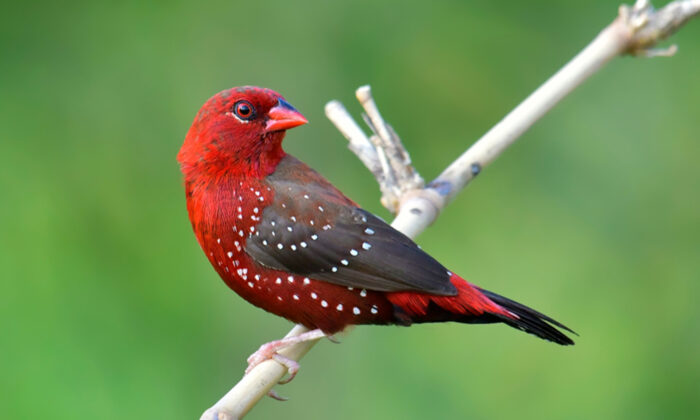 (Butterfly Hunter/Shutterstock)