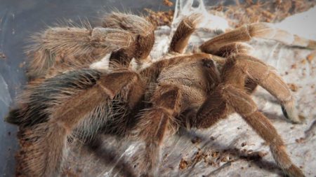 Un homme découvre une araignée de la taille d’un chiot en se promenant dans la forêt tropicale et l’appelle la Goliath mangeuse d’oiseaux