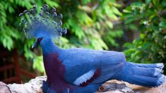 Le goura de Victoria est le plus grand et le plus beau pigeon au monde