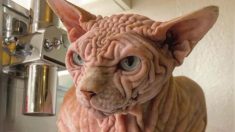 Ce sphynx ridé peut sembler méchant, mais sa personnalité adorable conquiert internet