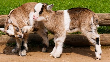 Bourgogne : une éleveuse cherche des adoptants pour une trentaine de chevreaux