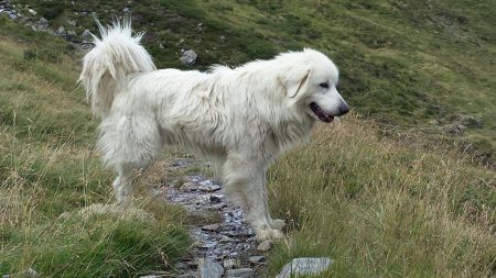 Tarn : un adolescent de 14 ans se jette à l’eau pour secourir un chien sur le point de se noyer