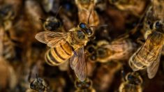 Lot : des randonneurs attaqués par un essaim d’abeilles, une femme hospitalisée