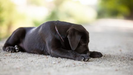 Un chiot ayant une face «bizarre», sauvé de Roumanie, trouve un foyer permanent malgré son apparence