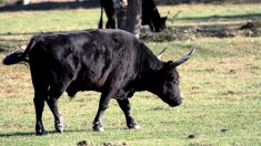 Haute-Savoie : un taureau errant dans les rues semant la panique – il a dû être abattu