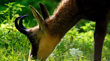 [Vidéo] Un chamois a été filmé en plaine près de Strasbourg, très loin de ses montagnes