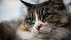 Allier : le corps d’un chat retrouvé crucifié