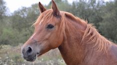 Finistère : une vingtaine de pompiers sauvent un cheval tombé dans un canal à Pleyben (vidéo)