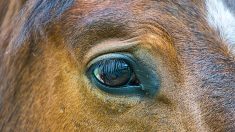 Avignon : un cheval gravement blessé à la cuisse au couteau dans un pré