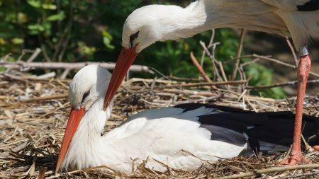 Un couple de cigognes blanches donne naissance pour la première fois dans le Cantal