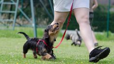 Seine-et-Marne : elle promène son chien dans la rue – attaqué par un autre canidé, il se fait tuer sous ses yeux