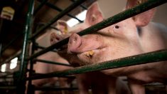 Coronavirus: 100.000 porcs risquent l’euthanasie au Québec si les abattoirs n’arrivent pas à augmenter leur cadence