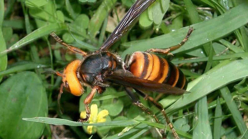 Photo d'un frelon Vespa mandarinia - Par I, KENPEI, CC BY-SA 3.0, https://commons.wikimedia.org/w/index.php?curid=2804961