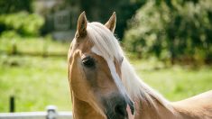 Somme : une cinquième jument morte avec l’oreille coupée – des attaques en série partout en France