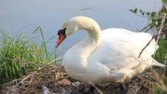 Ardennes : un cygne caillassé à mort à Château-Porcien ?