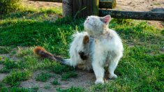 Montélimar : la vidéo d’un chat jeté vivant dans une benne à ordures par un agent d’entretien fait scandale