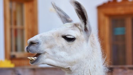 Villers-Cotterêts: un lama en promenade sur la RN 2 a perturbé la circulation