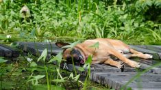 Un berger malinois meurt après avoir été mordu par une vipère