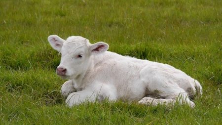 Maltraitance animale : un veau dans un pré découpé en trois morceaux