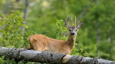 Marne : tombé dans un canal, un chevreuil est sauvé de la noyade par les habitants d’un village