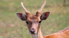 Confinement en Gironde : un chevreuil se baigne au large du Cap Ferret