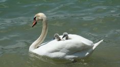 [Vidéo] Paris : les premiers bébés cygnes du canal de l’Ourcq sont nés