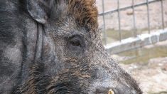 VIDEO – Un sanglier peu farouche en goguette sur la Croisette cannoise