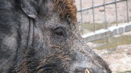 VIDEO – Un sanglier peu farouche en goguette sur la Croisette cannoise