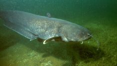 Ain : un habitant de Pont-de-Vaux pêche un silure de 2,59m pour 110kg