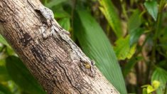 Des créatures difficiles à repérer avec un camouflage étonnant: pouvez-vous voir les animaux qui se cachent dans leur habitat?