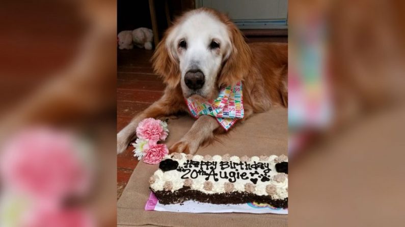 Augie, la plus vieille golden retriever du monde, a reçu un gâteau aux carottes pour son anniversaire. (Avec l'aimable autorisation de Jennifer Hetterscheidt) 