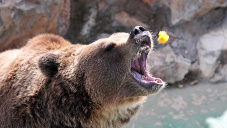 Un ours d’Italie condamné à mort après avoir attaqué des randonneurs; des militants veulent un sursis d’exécution