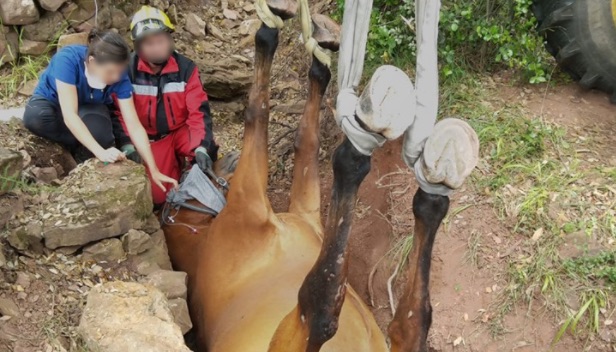 Le cheval se trouvait dans une bien mauvaise posture. (Pompiers de l'Hérault)