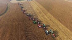 Souvenirs d’une communauté qui s’est mobilisée pour récolter du maïs sur 182 hectares en 10 heures afin d’aider un agriculteur atteint d’un cancer en phase terminale