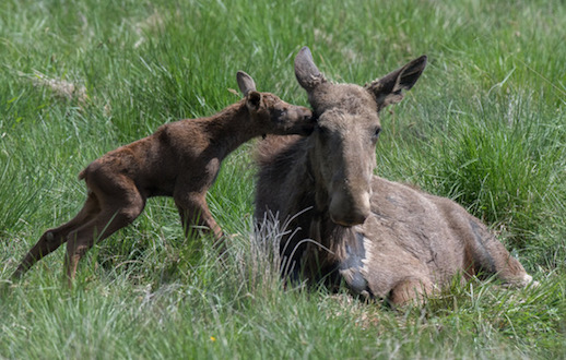 Le bébé élan est né il y a 10 jours, il s’agit d’un premier bébé élan né en liberté sur la Cote d’azur depuis 2000 ans. (Photo : Réserve des Monts d’Azur)

